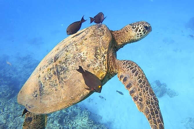 Private Catamaran Charter in Waikiki (1-6 Guests) - Timing, meeting point, and practical details