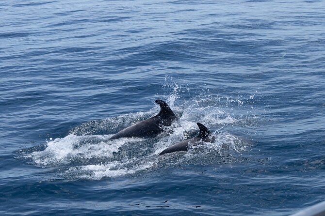 Private Coastline and Dolphins Yacht Cruise from Albufeira - Dolphin Watching Without a Guarantee
