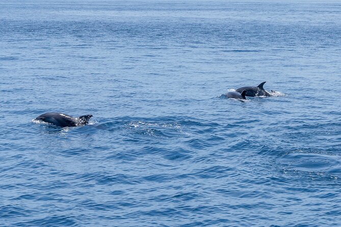Private Coastline and Dolphins Yacht Cruise from Albufeira - Swimming and Snorkeling from the Yacht