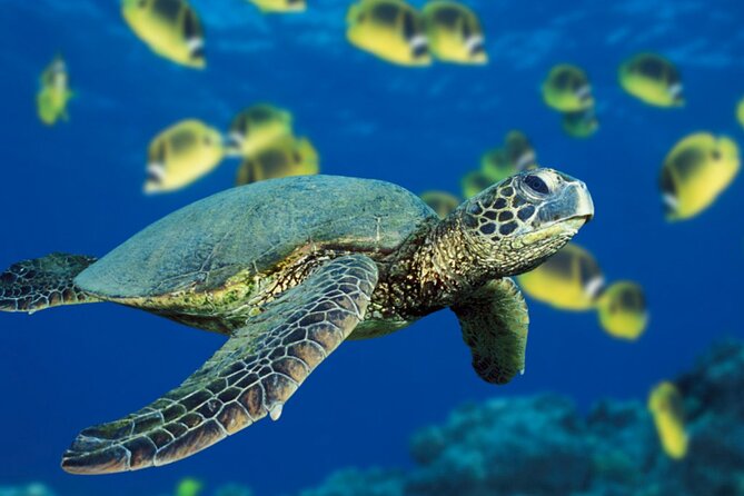Private Full-Day Catamaran Sailing Charter in St Maarten - Sailing around St. Maarten and St. Martin