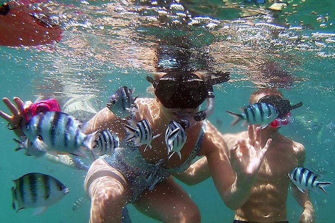 Private Half-Day Red Dragon Yacht for Snorkeling Koh Tan & Visit Pig Island - Pig Island and the wild pigs of Koh Mudsum