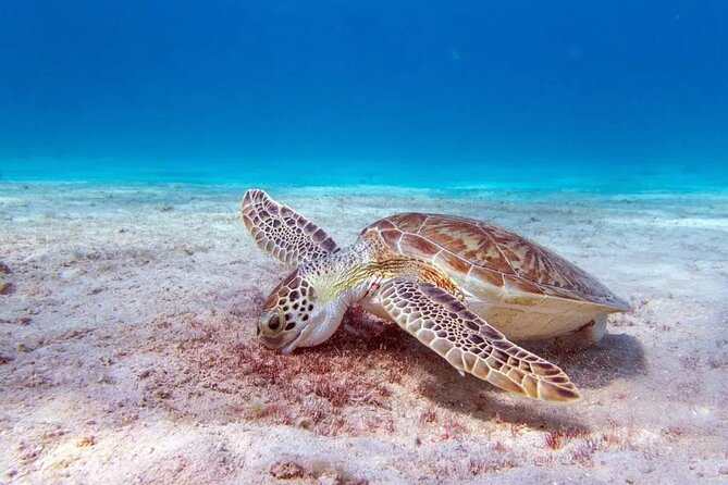 Private Luxury Boat Tour in Bonaire Customize Your Escape - The Second Stop at 5PP3+QC