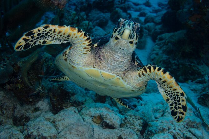 Private Luxury Boat Tour in Bonaire Customize Your Escape - The Hosts Make the Difference