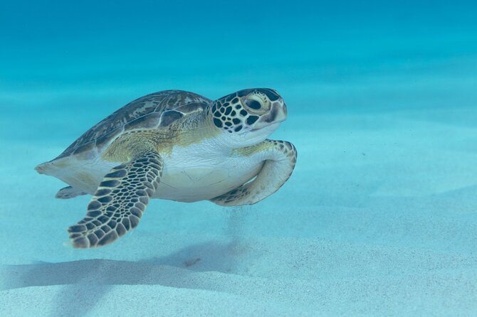 Private Luxury Boat Tour in Bonaire Customize Your Escape - Drinks, Snacks, and Your Own Music