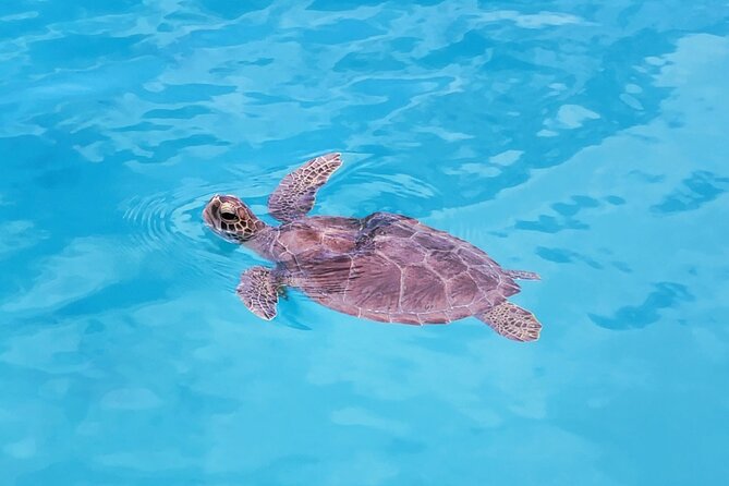 Private Speed Boat Charter in St Maarten & Nature Reserve - Captain Sam is a major part of the experience