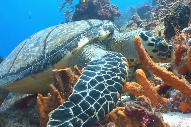 Private Speed Boat Charter to Anguilla - Snorkeling, drinks, and the boat itself