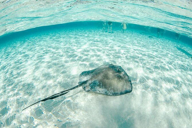 Private Yacht 48 ft Sting Ray City, Snorkel & Starfish Beach - Starfish Beach for a slower change of pace
