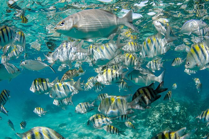 Private Yacht 48 ft Sting Ray City, Snorkel & Starfish Beach - Mangroves, Rum Point, and the choices you may need to make