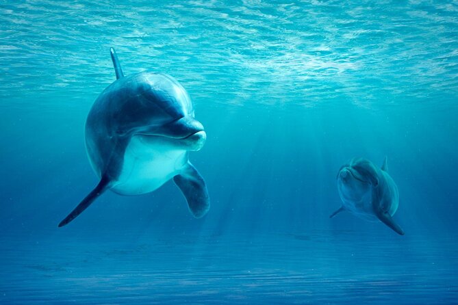 Private Yacht Cruise to Dolphin House with Lunch : Hurghada - Is $150 per person good value?