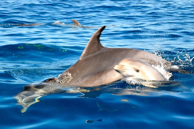 Private Yacht Excursion from Puerto Colon 3 hours - What makes this a good choice for families and couples