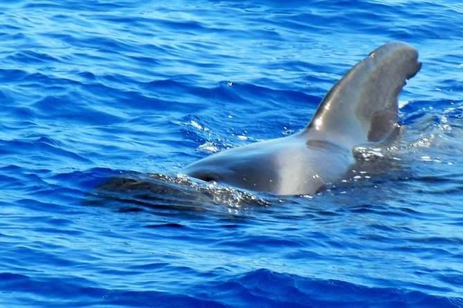 Private Yacht Excursion from Puerto Colon 3 hours - A private yacht makes the three hours feel personal