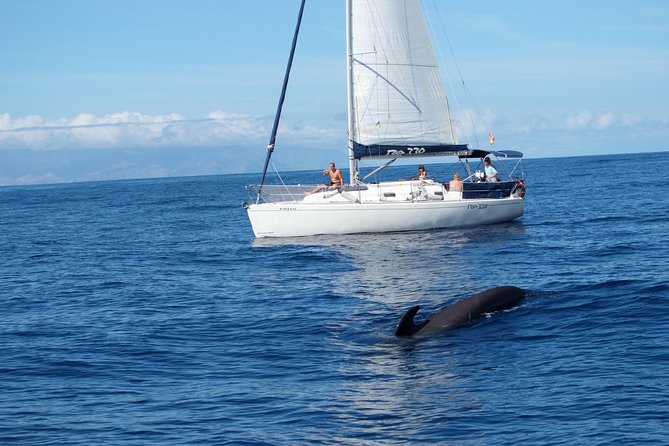 Private Yacht Tour With Whale and Dolphin Watching 33 Foot Boat - Setting out from Puerto Colón