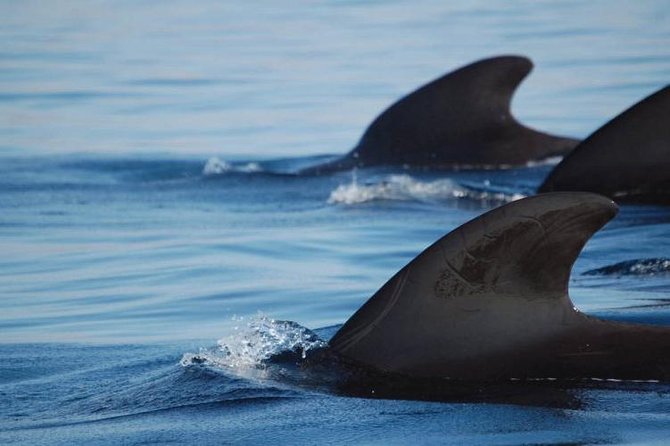 Private Yacht Tour With Whale and Dolphin Watching 33 Foot Boat - Why the private format matters
