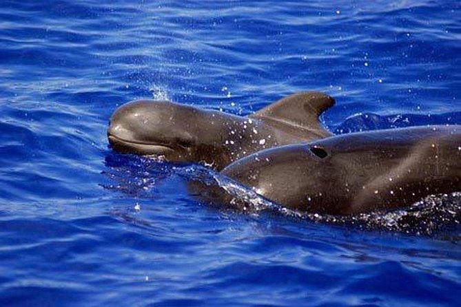 Private Yacht Tour With Whale and Dolphin Watching 33 Foot Boat - Captain Maxi and the human side of the trip