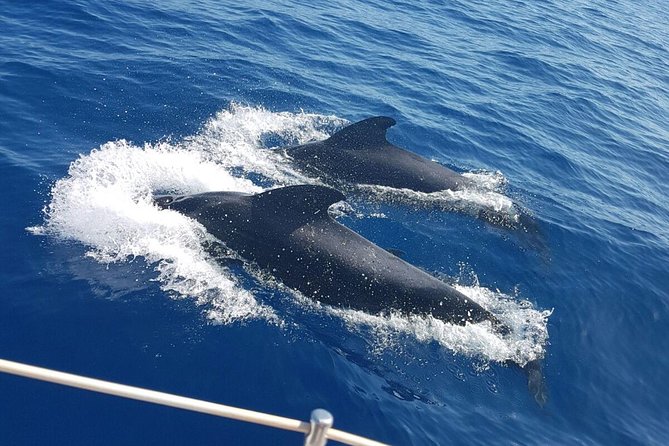 Private Yacht Tour With Whale and Dolphin Watching 33 Foot Boat - Searching for pilot whales and dolphins