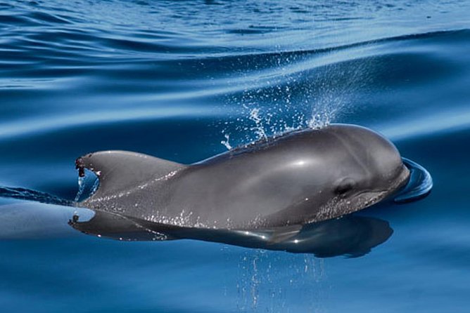 Private Yacht Tour With Whale and Dolphin Watching 42 Foot Boat - Who will get the most from this yacht trip