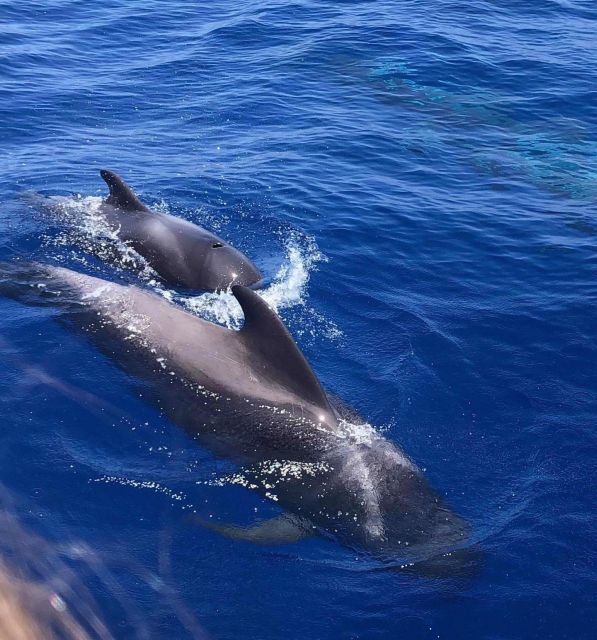 Puerto Colon: Whale and Dolphin Watching Yacht Trip - Setting out from Puerto Colon