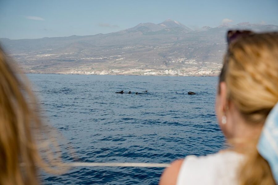 Puerto Colon: Whale and Dolphin Watching Yacht Trip - Looking for pilot whales and dolphins