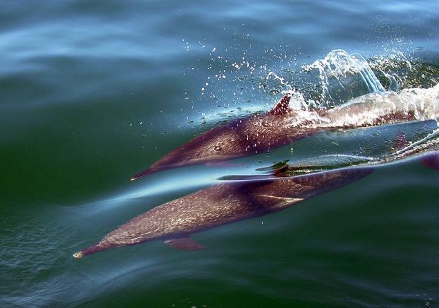 Puerto Vallarta Luxury Sailing with Premium Open bar & lunch - Key points to know before you book