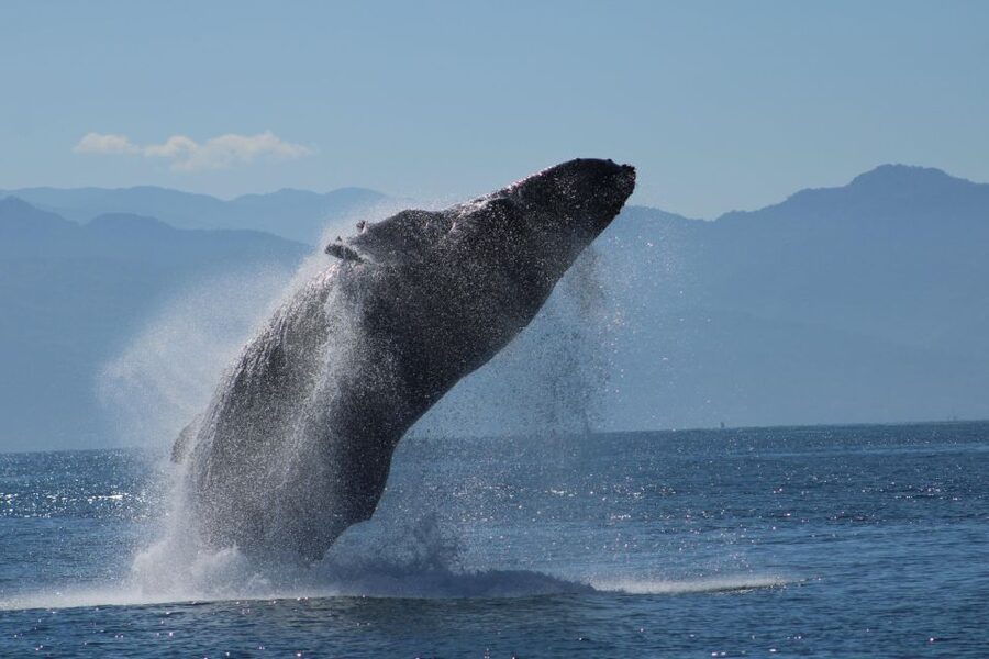 Puerto Vallarta: Mega Yacht Whale Watching Sunset Cruise - Key points to know before you book