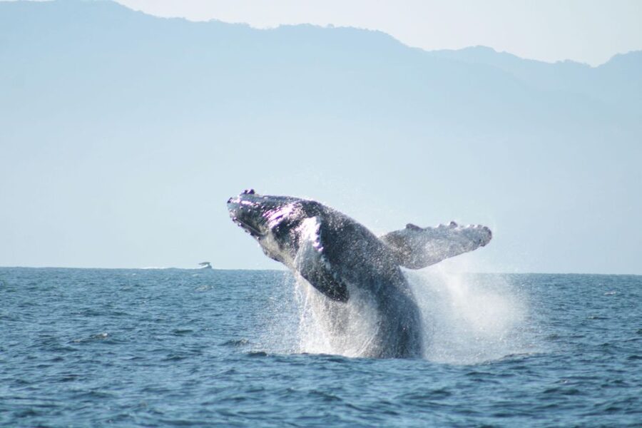 Puerto Vallarta: Mega Yacht Whale Watching Sunset Cruise - The sunset and the ride back