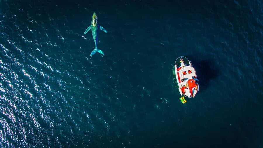 Puerto Vallarta: Mega Yacht Whale Watching Sunset Cruise - Who should book this Puerto Vallarta cruise?