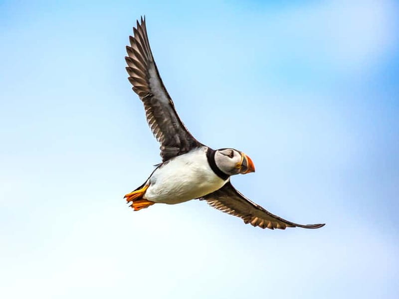 Puffin Watching Yacht Cruise from Downtown Reykjavík - Key points to know before you sail