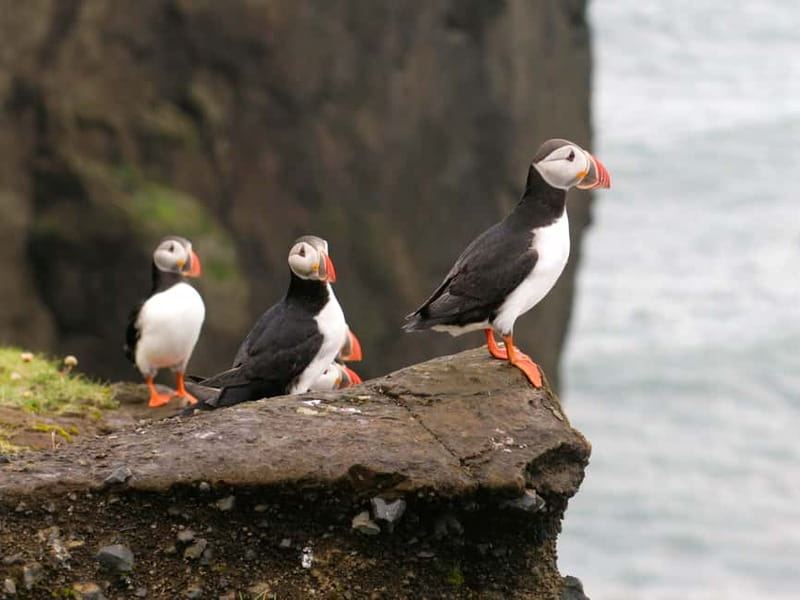 Puffin Watching Yacht Cruise from Downtown Reykjavík - From Reykjavík’s Old Harbour to the puffin islands