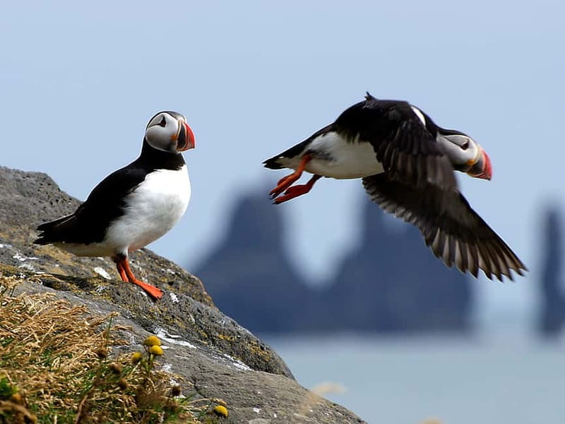 Puffin Watching Yacht Cruise from Downtown Reykjavík - Mount Esja and Reykjavík from the bay