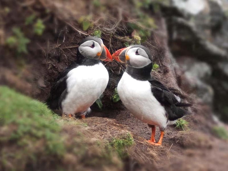 Puffin Watching Yacht Cruise from Downtown Reykjavík - A small yacht with a personal feel