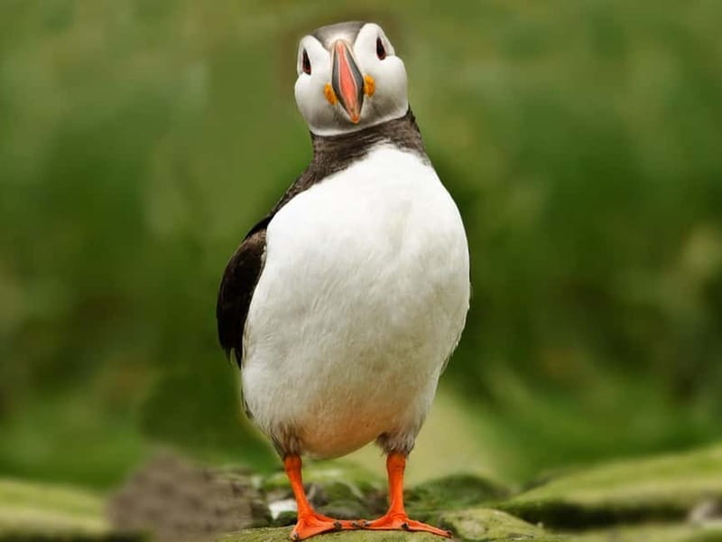 Puffin Watching Yacht Cruise from Downtown Reykjavík - Wildlife beyond the puffins