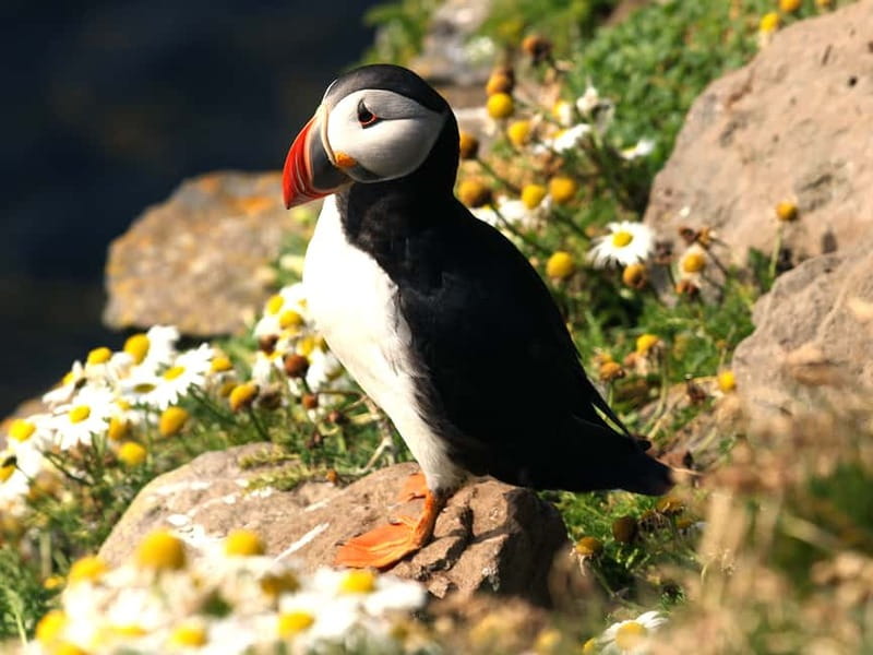 Puffin Watching Yacht Cruise from Downtown Reykjavík - Who will enjoy this cruise most?