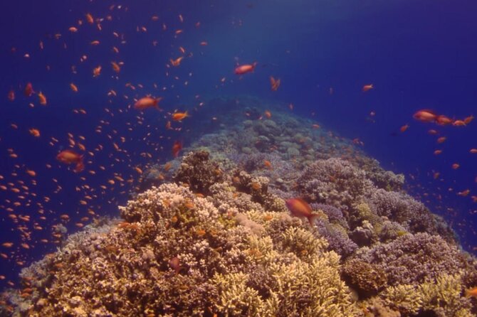 Ras Mohamed Full Day White Island on a yacht Sharm-el-Sheikh - What makes Ras Mohamed special