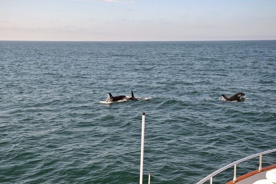 Reykjavik: Whale Watching and Dolphin Watching Yacht Cruise - Who will enjoy this yacht cruise most?