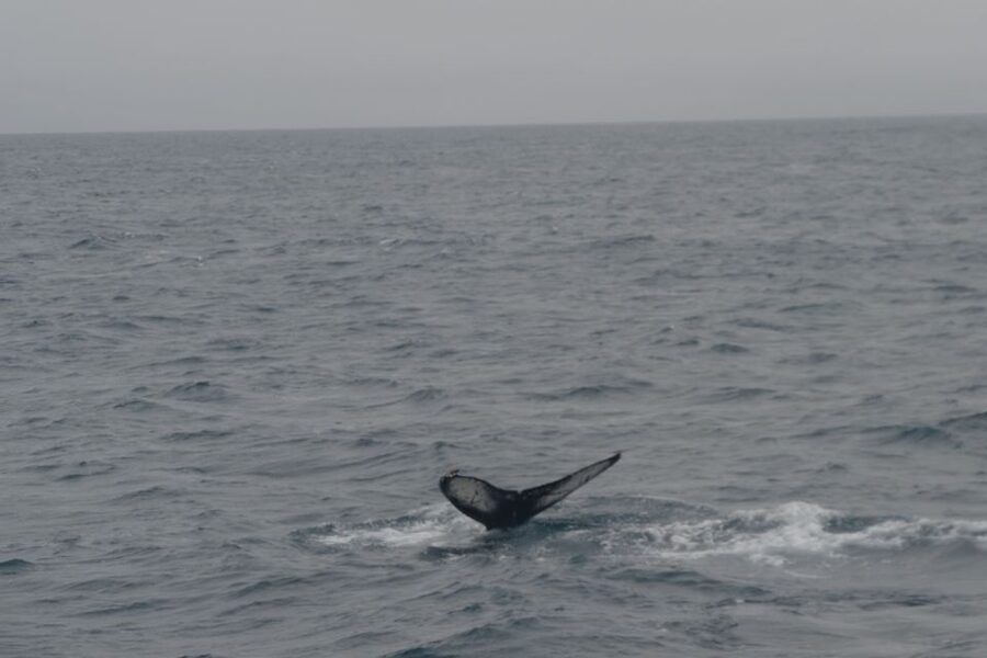 Reykjavik: Whale Watching and Dolphin Watching Yacht Cruise - What you can see by season