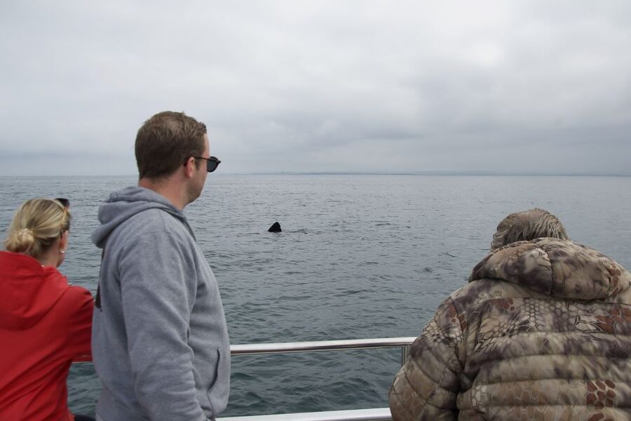 Reykjavik: Whale Watching and Dolphin Watching Yacht Cruise - Guides who help you find the action