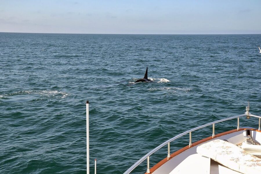 Reykjavik: Whale Watching and Dolphin Watching Yacht Cruise - The coastline and islands add value