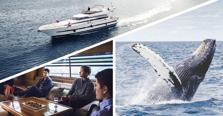 Reykjavik: Whale Watching and Dolphin Watching Yacht Cruise - MY Harpa and MY Amelia Rose