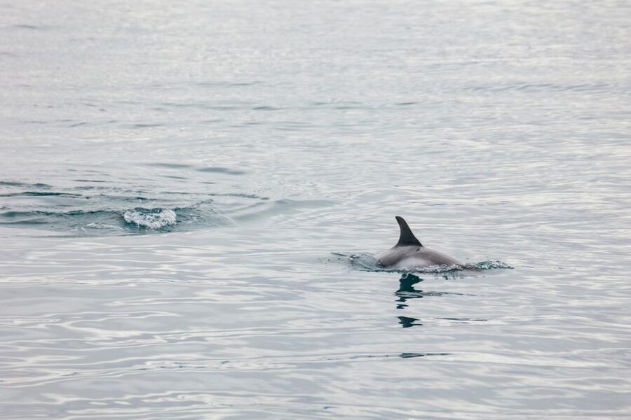 Reykjavík: Whale Watching Cruise on the Amelia Rose Yacht - Who will enjoy this cruise most