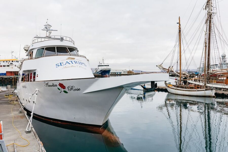 Reykjavík: Whale Watching Cruise on the Amelia Rose Yacht - Searching Faxaflói Bay for whales and dolphins