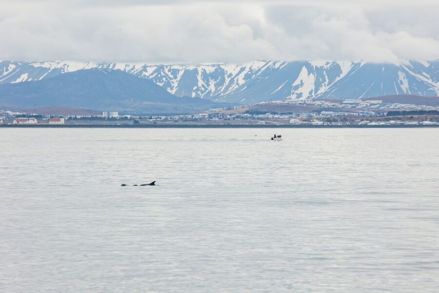 Reykjavík: Whale Watching Cruise on the Amelia Rose Yacht - Weather, clothing, and seasickness