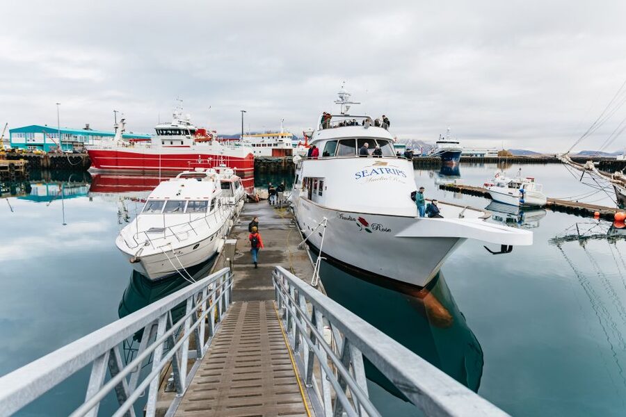 Reykjavík: Whale Watching Cruise on the Amelia Rose Yacht - What happens if no whales appear