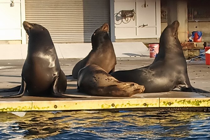 Romantic Luxury Boat Cruise with Wine Cheese Sea LionTours - Sunset views and the romantic mood