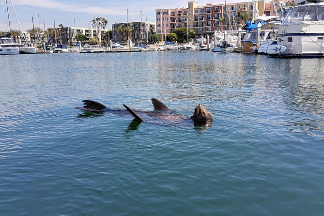 Romantic Luxury Boat Cruise with Wine Cheese Sea LionTours - Wine, charcuterie, and a calm start