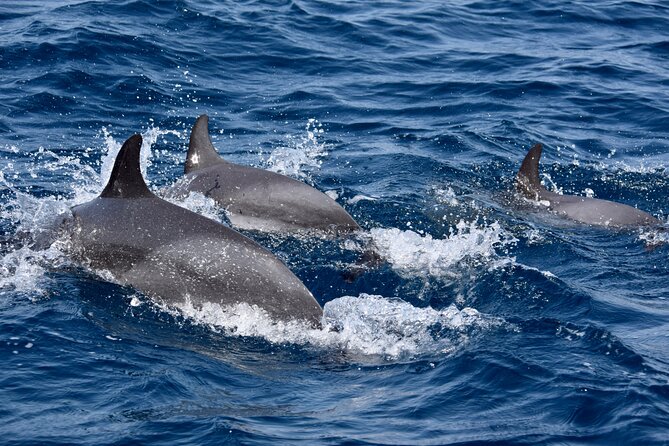 Sailing yacht half day- with Cape Verde Sailing - Drinks, snacks, and Wi-Fi on board