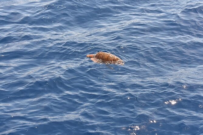 Sailing Yacht on a Private Charter - A quiet route along Tenerife’s coast