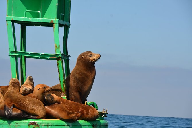 San Diego Sunset or Afternoon Sail on Classic Yacht - Who will enjoy this San Diego sail?