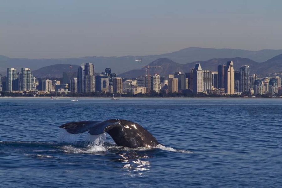 San Diego: Whale Watching Cruise on the Yacht America - Why the America makes a difference