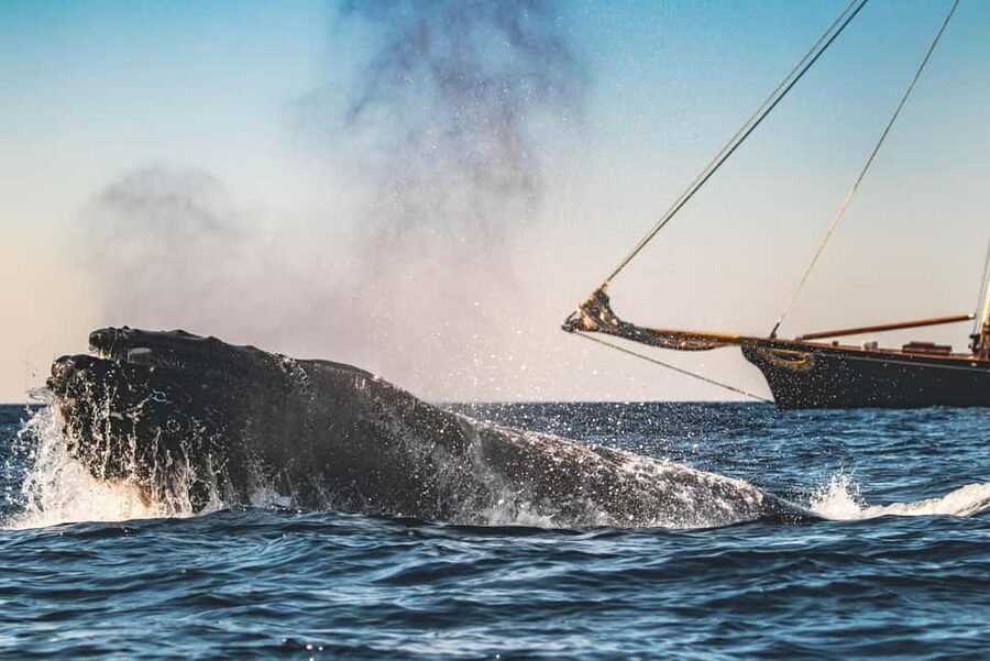 San Diego: Whale Watching Cruise on the Yacht America - The best parts of the onboard experience