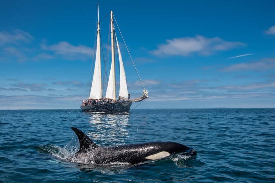 San Diego: Whale Watching Cruise on the Yacht America - What you might see by month